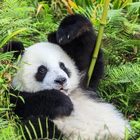 Asie-Panda
