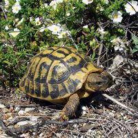 Europe-Tortue