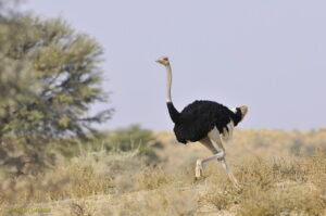 Afrique-autruche