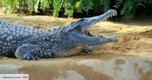 Afrique-croco