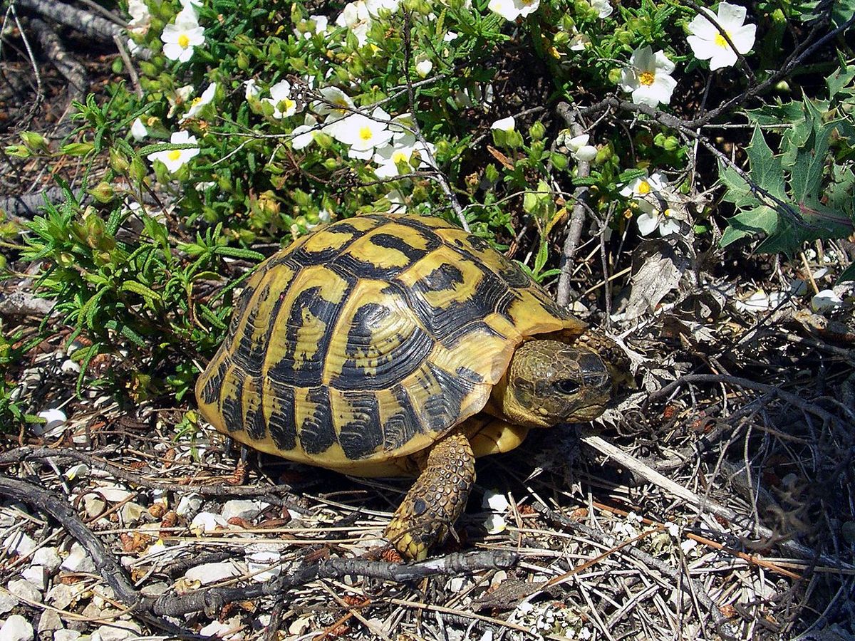 Europe-Tortue
