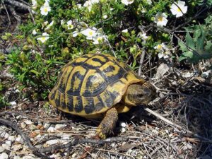 Europe-Tortue