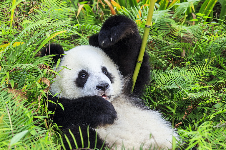 Asie-Panda
