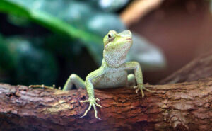 Asie-lezard