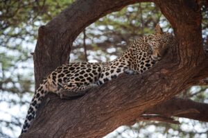 leopard